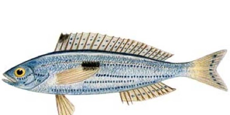 ricette di dieta di pesce mediterraneo